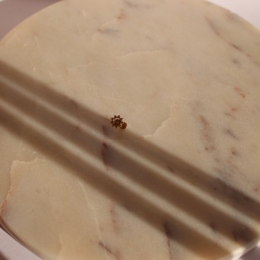 Piercing labret Phoebe